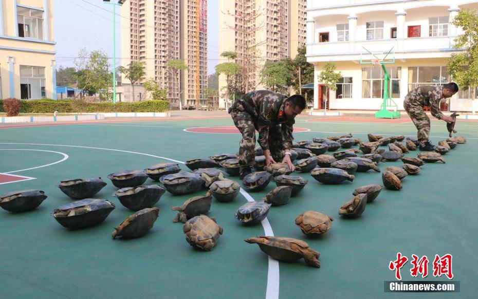 广西中越边境查获大批疑似野生动物及制品(1)