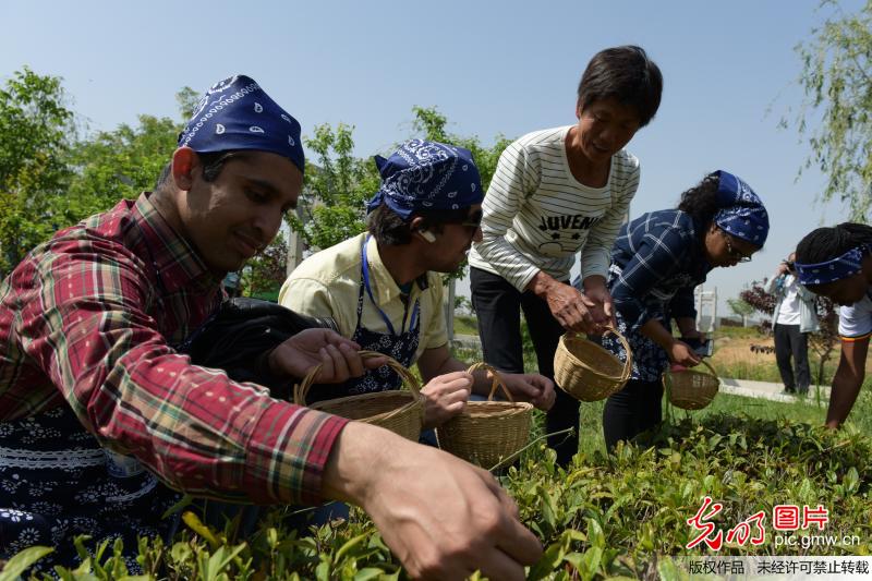 一带一路│留学生体验中国茶文化