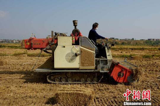 稻草秸秆变身新型建材 稻草秸秆变身新型建材湖南安仁县“变废为宝”