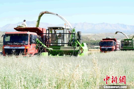 青海打造农畜产品“全域绿色” 化肥农药将减量20%以上 青海打造农畜产品“全域绿色”化肥农药将减量20%以上