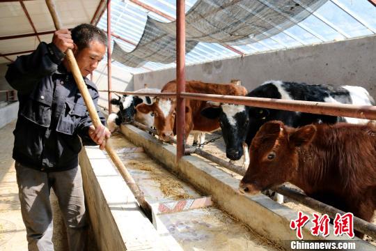 青海打造农畜产品“全域绿色” 化肥农药将减量20%以上 青海打造农畜产品“全域绿色” 化肥农药将减量20%以上