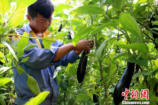 青海打造农畜产品“全域绿色” 化肥农药将减量20%以上 青海打造农畜产品“全域绿色” 化肥农药将减量20%以上