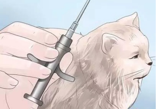 UCA宠物芯片从我做起,一猫一芯片,健康乐无忧 _经营快讯 _光明网