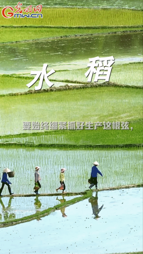 【“动”漫海报】采取有力措施 确保完成玉米水稻稳产保供目标任务