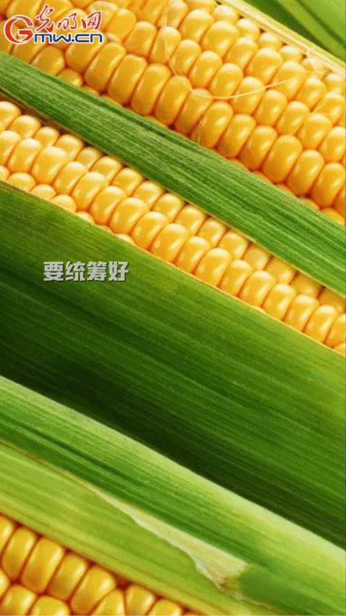 【“动”漫海报】采取有力措施 确保完成玉米水稻稳产保供目标任务