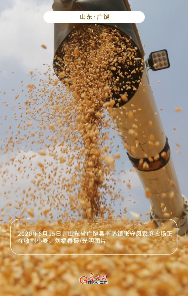 【大国“粮”策】山东广饶：高标准农田每亩增产约300斤