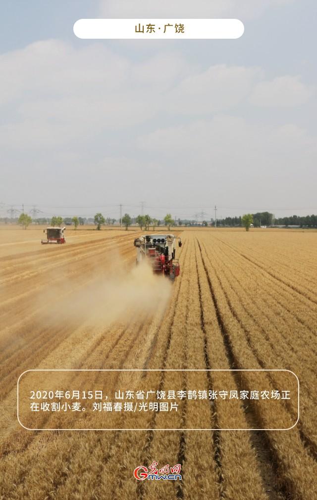 【大国“粮”策】山东广饶：高标准农田每亩增产约300斤