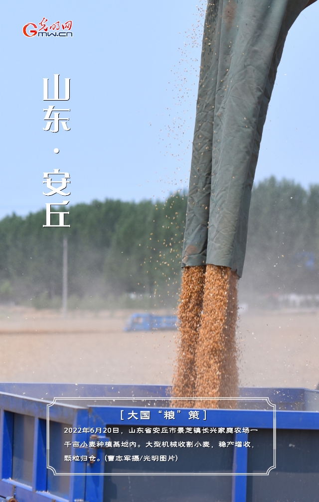 【大国“粮”策】山东：小麦收获接近尾声 单产再创新高