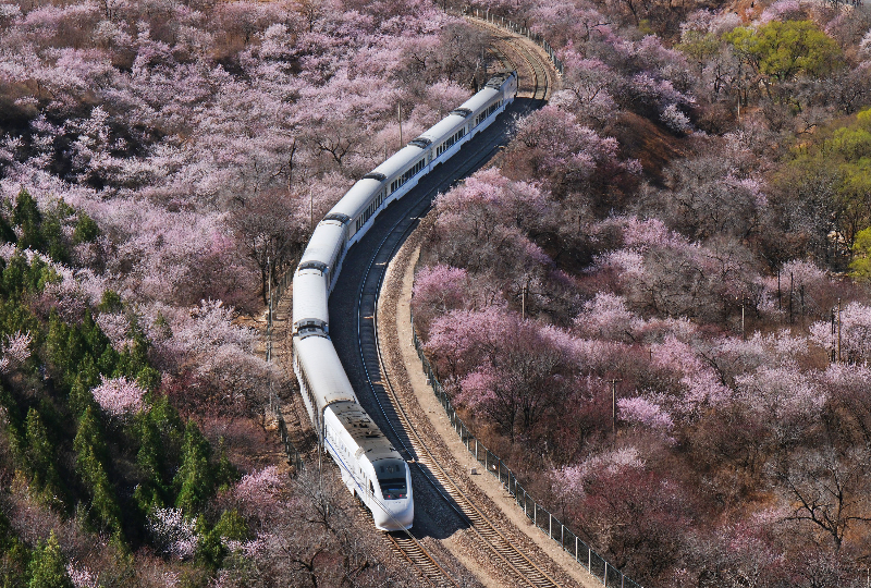 春天穿过花海的列车