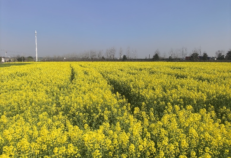 从花田到心田 中国人寿为“春日经济”护航添彩