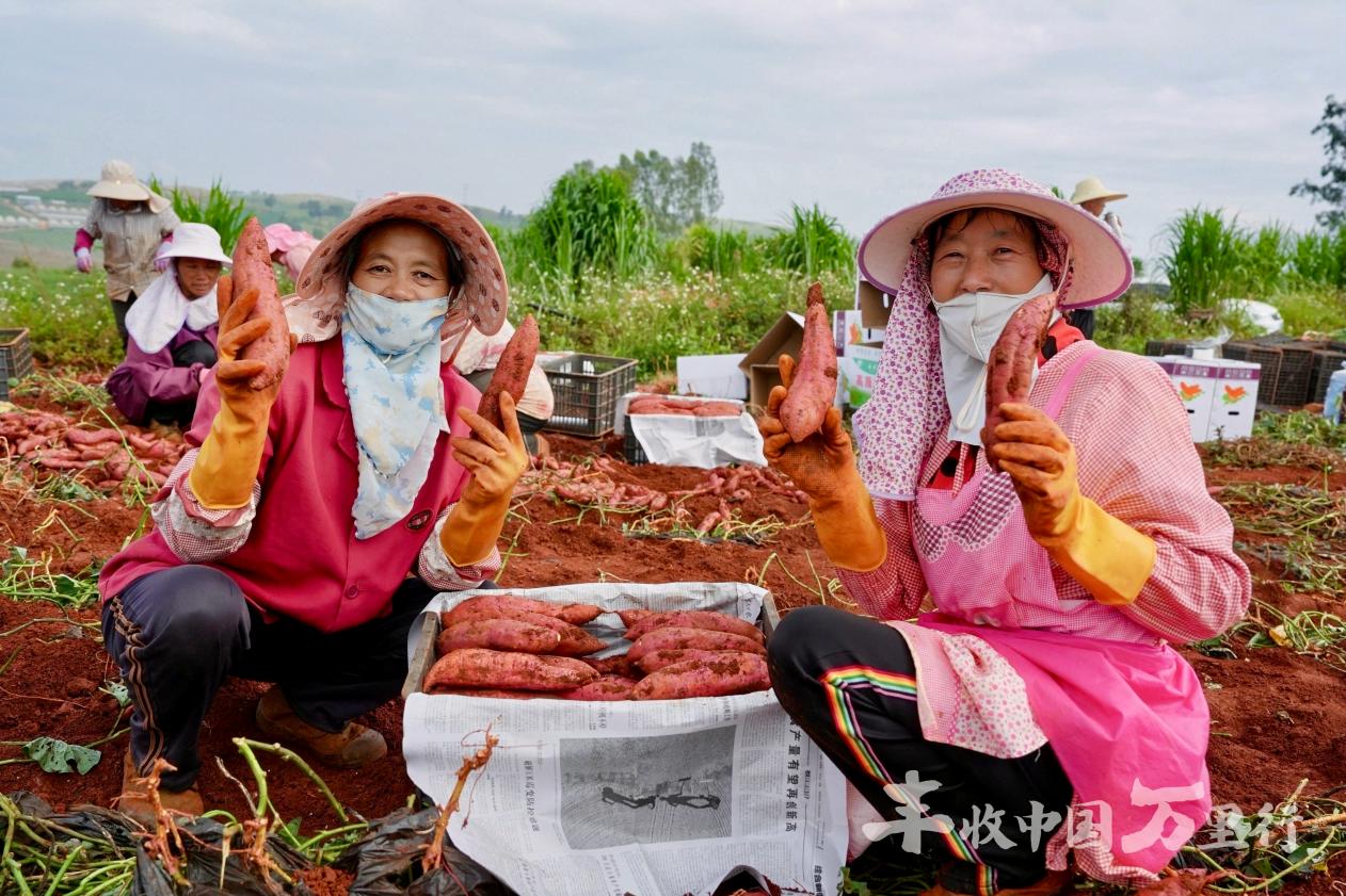 滇南沃土 智绘丰景 2026丰收中国万里行走进建水 滇南沃土 智绘丰景 2026丰收中国万里行走进建水