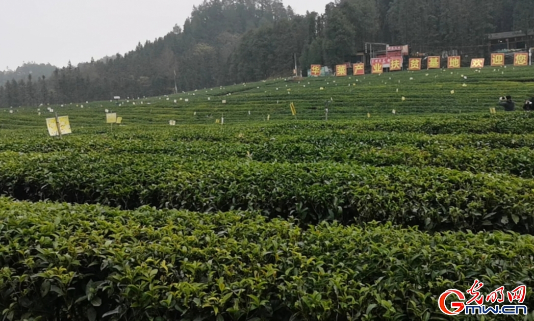 經濟頻道 正文 走進華萊的黑茶種植基地,在翠綠的茶園中,一張張黃色