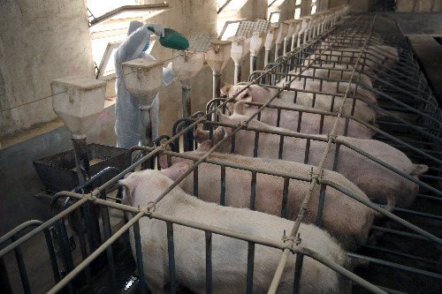 国家发改委：猪肉价格近一个月连续回落 物价总水平平稳运行