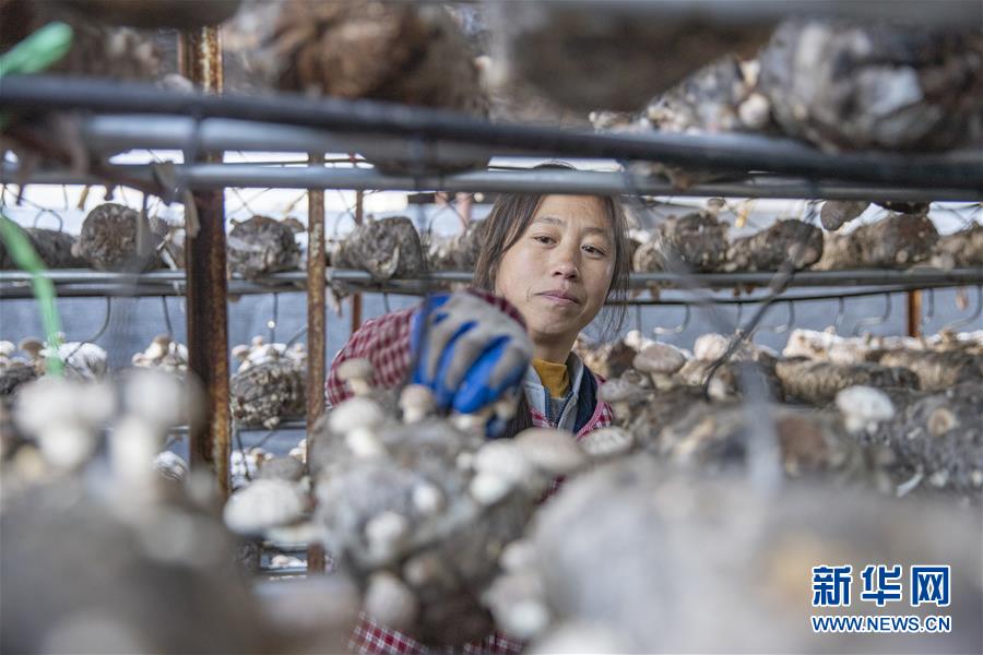 重庆城口：花菇产业助力乡村振兴