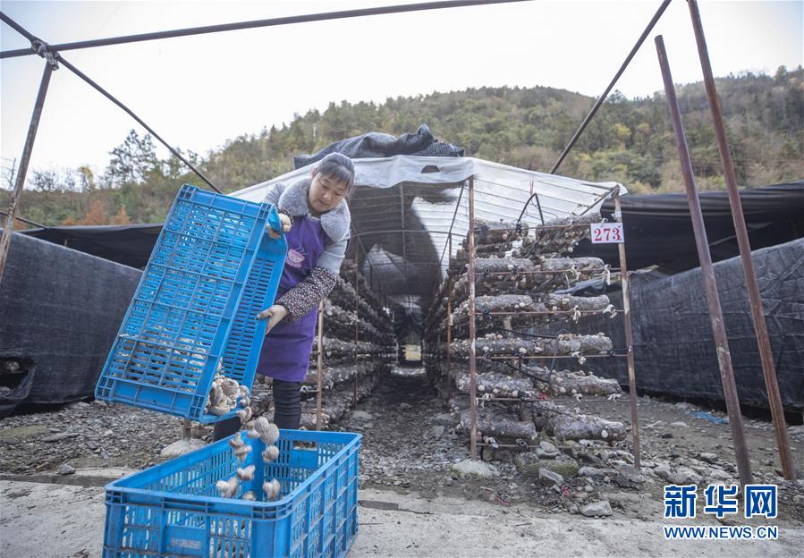 重庆城口：花菇产业助力乡村振兴
