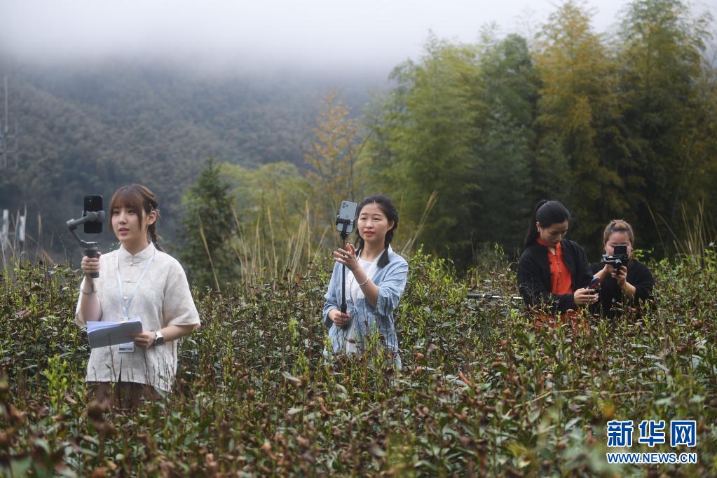 杭州临安：高山有机茶助农增收