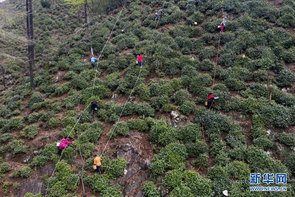 杭州临安：高山有机茶助农增收