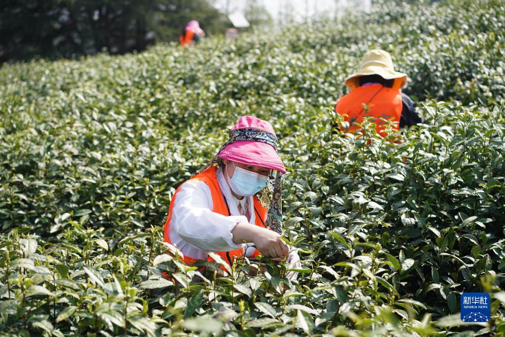 南京：黄龙岘上抢采明前茶
