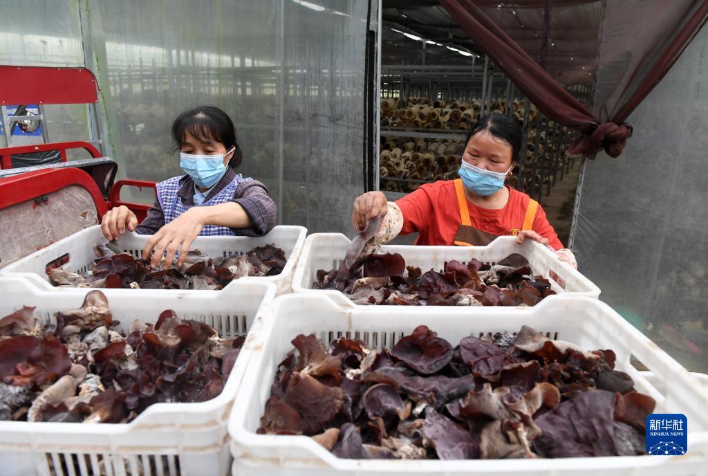 广西东兰：种养产业助振兴