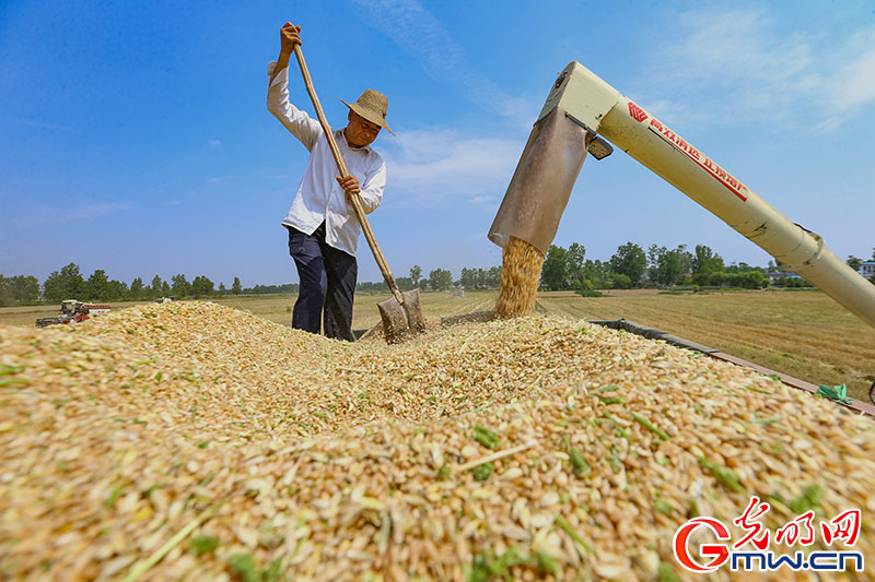 【颗粒归仓】夏收正忙时 湖北襄阳540万亩小麦迎丰收