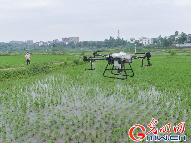 【颗粒归仓】四川广安：植保无人机“在线值班” 为粮食生产安全“保驾护航”