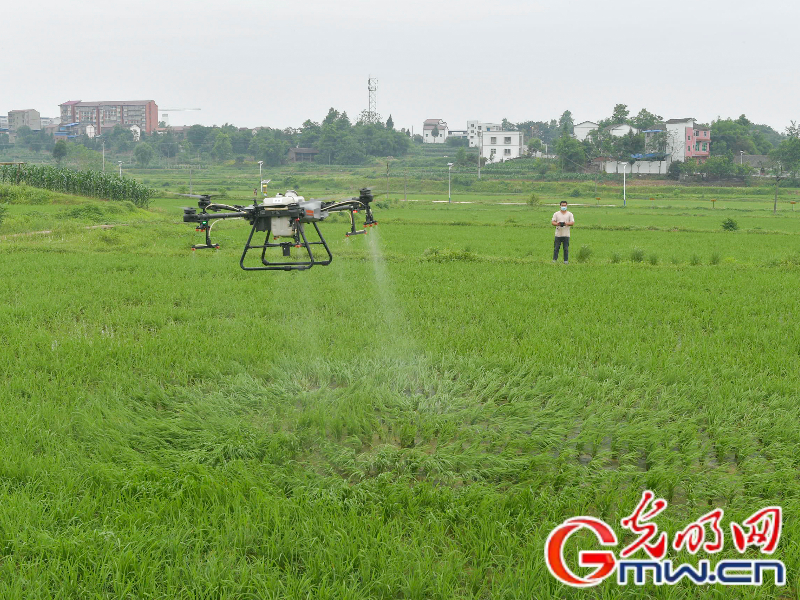 【颗粒归仓】四川广安：植保无人机“在线值班” 为粮食生产安全“保驾护航”