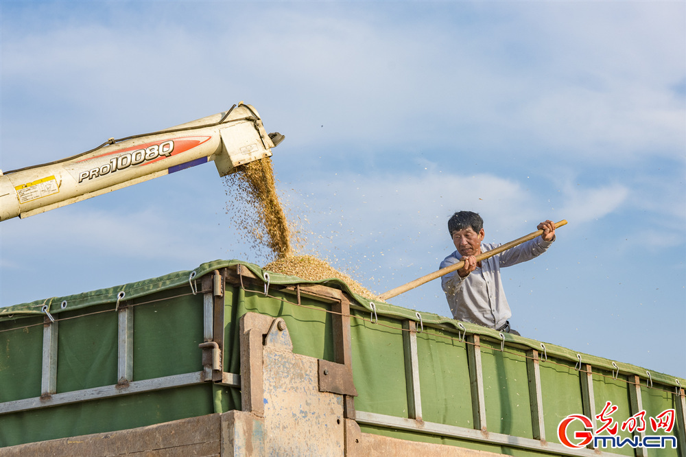 【颗粒归仓】安徽：“机械强农” 力保小麦机收率稳定在99%以上