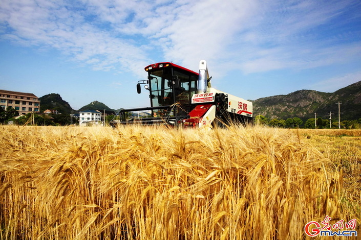 农村农业部：减损就是增产 全力保障“三夏”小麦机收减损