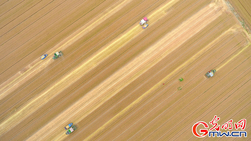 【颗粒归仓】组图｜山东聊城：茌平83万亩小麦全面开机收割
