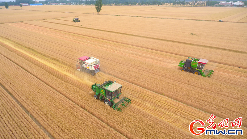 【颗粒归仓】组图｜山东聊城：茌平83万亩小麦全面开机收割