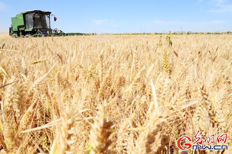 已收冬小麦1.67亿亩 全国“三夏”麦收进度过半