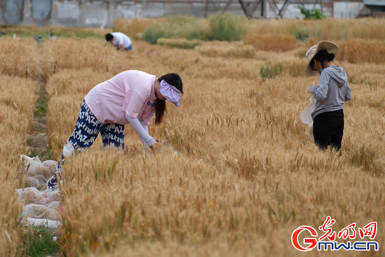 【组图】北京：科研小麦长势旺 农技专家田间忙