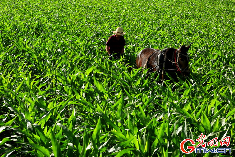 【大国“粮”策】国家发改委：300多万吨储备化肥已开始向市场投放