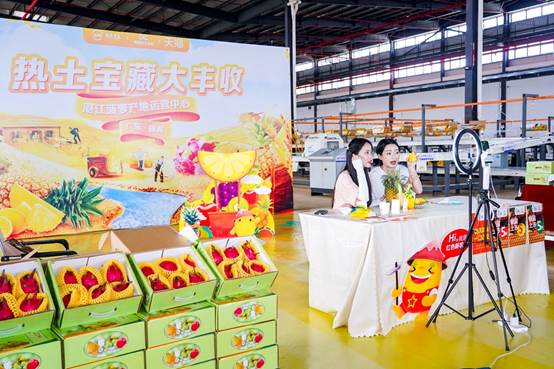 广东“菠萝的海”进了阿里数字产地仓 全国1/3菠萝有了新出路