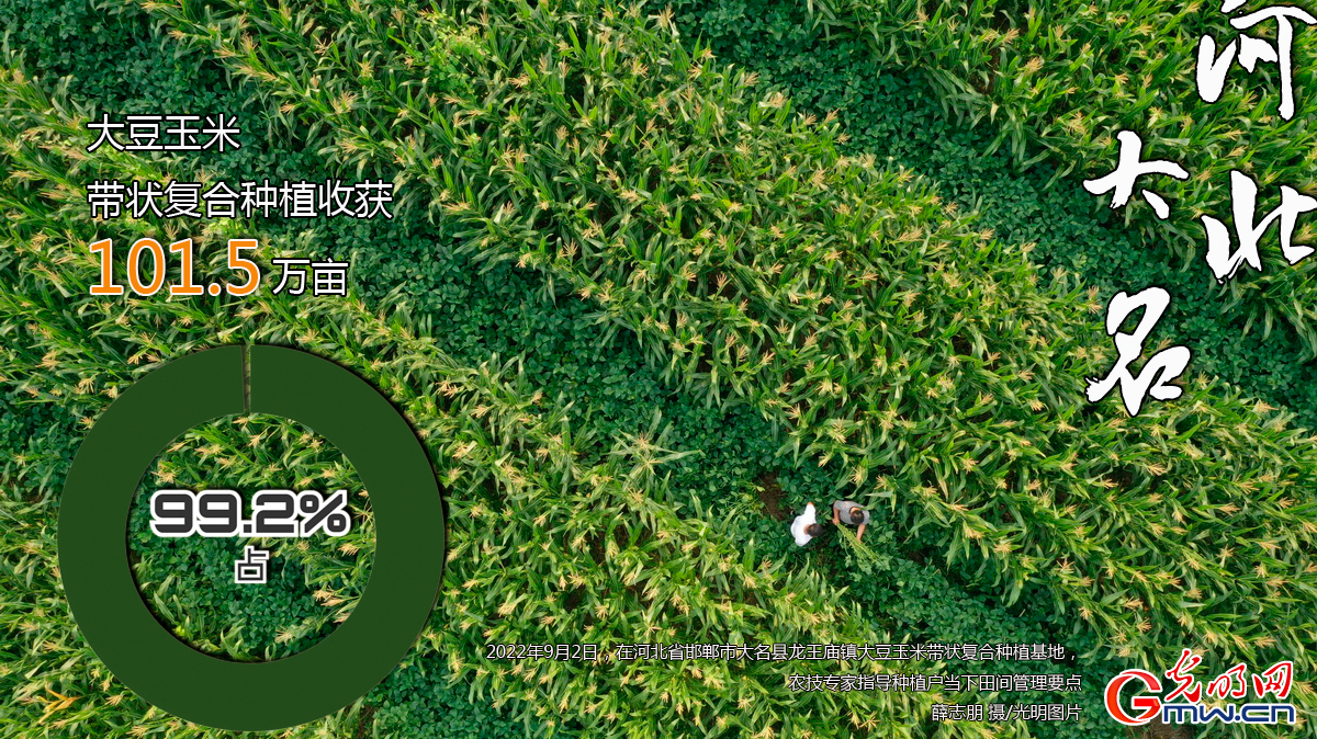 数据海报丨河北秋收基本完成 秋粮收获达6184.1万亩