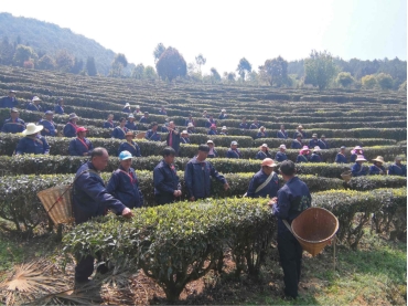 云南镇沅：八大茶区春茶陆续开采