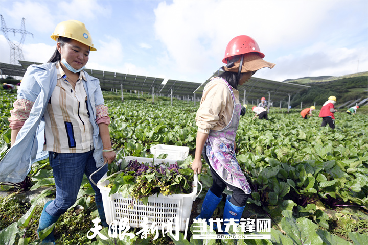 贵州金元：绿色能源助力乡村振兴
