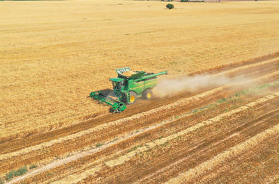 新疆小麦收获进入关键期