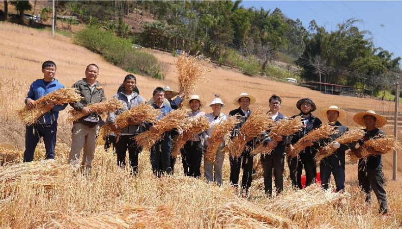 云南西盟：百亩示范田里 新品种小麦喜获高产