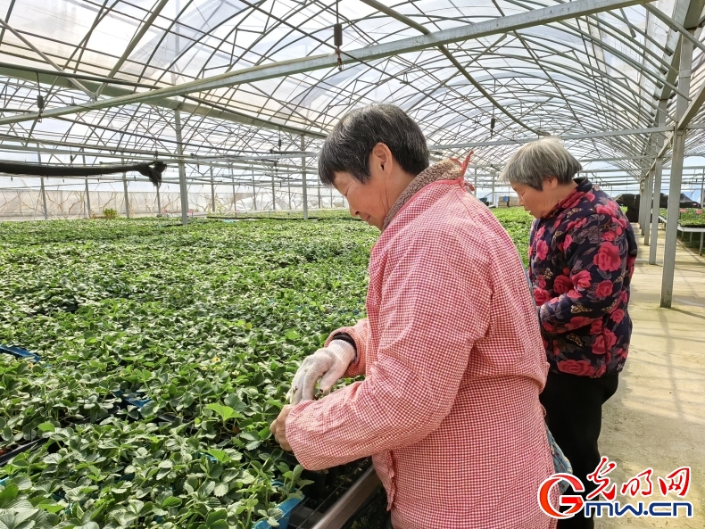 河南睢县：“豫”见“莓”好 特色产业打开增收新门路