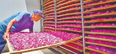 鲜花产业 助农增收