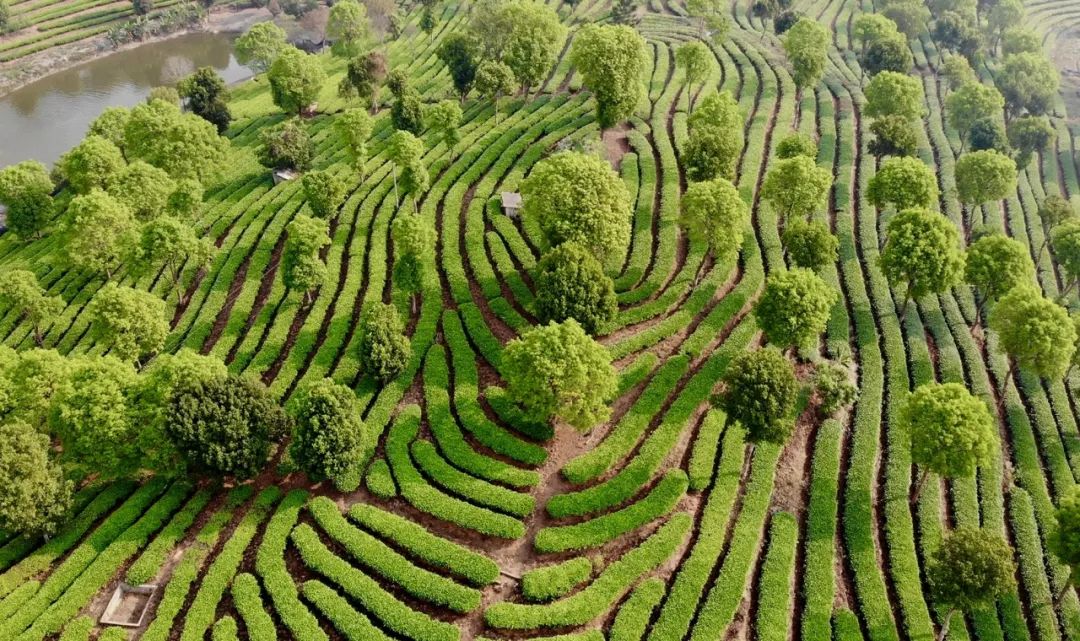 普洱思茅：茶韵咖香交织 助力产业升级