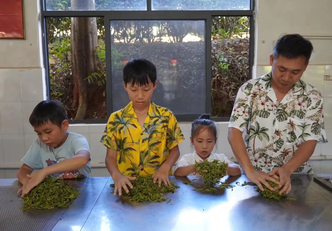 普洱思茅：茶韵咖香交织 助力产业升级