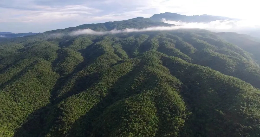 思茅港镇茨竹林村：好生态迎客来 “观鸟经济”富乡村