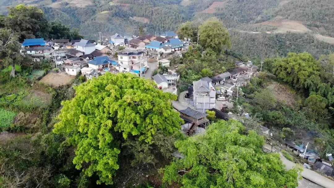 思茅港镇茨竹林村：好生态迎客来 “观鸟经济”富乡村