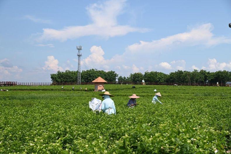 广西税务：一花富一城 一果兴百业