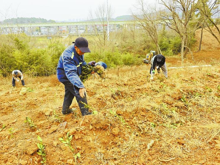 马鞍山雨山区：发展茶产业 助强村富民