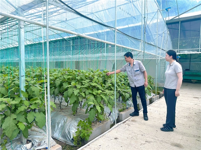 民泰银行杭州分行：“贷”动地方农业产业链破土拔节