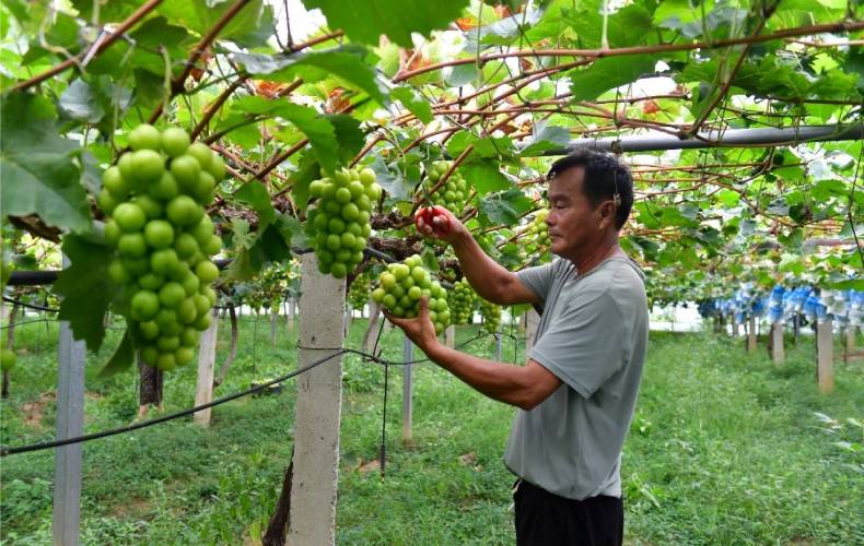 安徽巢湖：葡萄成熟上市 开启甜蜜“萄”醉季
