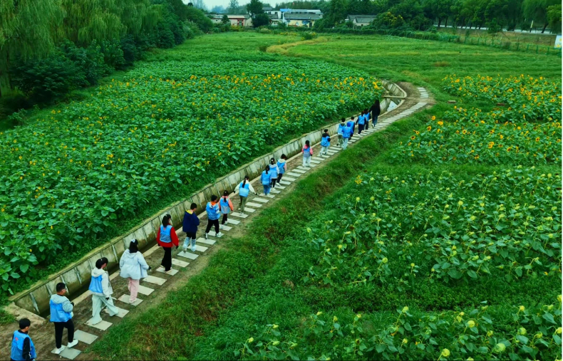 江苏邗江区瓜洲镇：葵园美丽经济迸发蓬勃生机